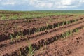 A little sugar cane using a technique called meiosis. growing cane in the field. land for sugar cane production