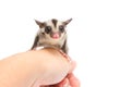 Little sugar-glider rest in hand Royalty Free Stock Photo