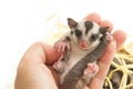 Little sugar-glider rest in hand Royalty Free Stock Photo