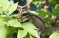 Little sugarglider climbing