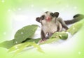 Little sugarglider so cute