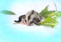 Little sugarglider so cute Royalty Free Stock Photo