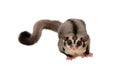 Little sugarglider looking forward. Royalty Free Stock Photo
