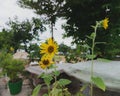 The little Sunflower garden.