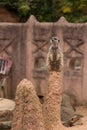 Little suricat looking for danger Royalty Free Stock Photo