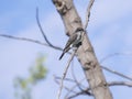 Little swallow bird