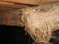 The little swallow chicks in nest, the swallow`s nest Royalty Free Stock Photo