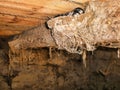 The little swallow chicks in nest, the swallow`s nest Royalty Free Stock Photo