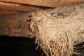 Little swallow chicks in nest, the swallow`s nest Royalty Free Stock Photo