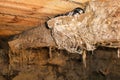 Little swallow chicks in nest, the swallow`s nest Royalty Free Stock Photo