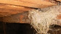 The little swallow chicks in nest, the swallow`s nest Royalty Free Stock Photo