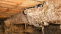 The little swallow chicks in nest, the swallow`s nest Royalty Free Stock Photo