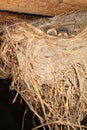 Little swallow chicks in nest, the swallow`s nest Royalty Free Stock Photo