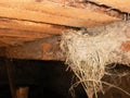 Little swallow chicks in nest, the swallow`s nest Royalty Free Stock Photo