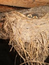 Little swallow chicks in nest, the swallow`s nest Royalty Free Stock Photo