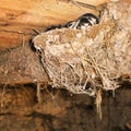 Little swallow chicks in nest, the swallow`s nest Royalty Free Stock Photo