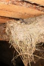 The little swallow chicks in nest, the swallow`s nest Royalty Free Stock Photo