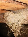 The little swallow chicks in nest, the swallow`s nest Royalty Free Stock Photo