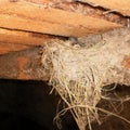 The little swallow chicks in nest, the swallow`s nest Royalty Free Stock Photo