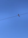 little swallow perched on the electricity cable