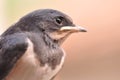 Little swallow portrait Royalty Free Stock Photo