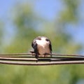 Little swallow relaxing Royalty Free Stock Photo