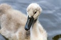 Little swan in the wildlife very Royalty Free Stock Photo