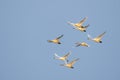 little swans flying in the air Royalty Free Stock Photo