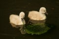 Little swans.