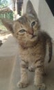 Little sweet beautiful cat in india country