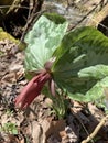 Little Sweet Betsy Trillium