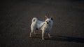 Little sweet domestic dog, Chihuahua