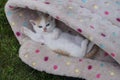 Little sweet kitty completely relaxed in a basket Royalty Free Stock Photo