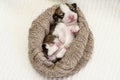 Little sweet Pembroke Welsh Corgi puppy sleeps in knittled brown nest