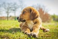 Little sweet puppies play on green grass.