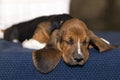 Little sweet puppy of Basset hound lies on the blanket and loo Royalty Free Stock Photo