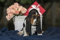 Little sweet puppy Basset hound, a nice gift Royalty Free Stock Photo