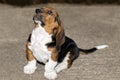 Little sweet puppy Basset hound sits and looks up Royalty Free Stock Photo