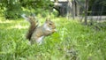 little sweet squirrel eating in the grass Royalty Free Stock Photo