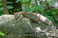 little sweet squirrel on a rock Royalty Free Stock Photo