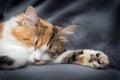 Little tricolor kitten sleeping on gray background