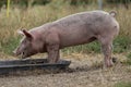 Little swine, young pig, piglet, eating out of a metal trough. Royalty Free Stock Photo