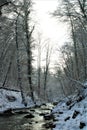 Mullerthal, Luxembourg - January 2024, winter - A small river in the forest under snow Royalty Free Stock Photo