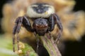 Little synema globosum spider posing on a flower Royalty Free Stock Photo