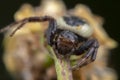 Little synema globosum spider posing on a flower Royalty Free Stock Photo
