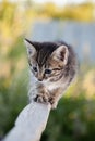 Little Tabby cat in the green summer grass