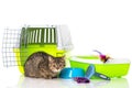 Little tabby cat with many equiment Royalty Free Stock Photo