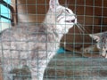 Little tabby cute kitten in the cage in cat shelter Royalty Free Stock Photo