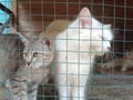 Little tabby cute kitten in the cage in cat shelter Royalty Free Stock Photo