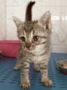 Cat baby crying in the cage. kitten is waiting for his new master to be taken from the animal shelter. Royalty Free Stock Photo